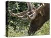 Portrait of Elk Feeding at Jasper National Park, Canada-Diane Johnson-Stretched Canvas