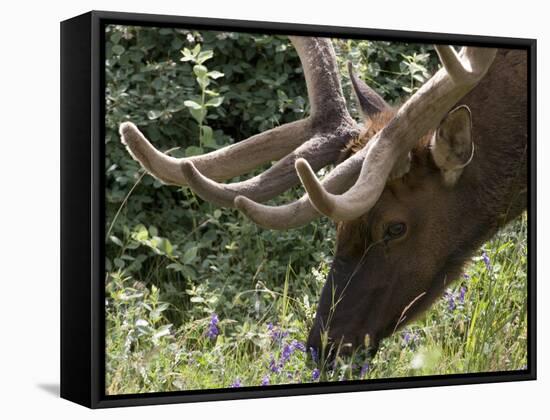 Portrait of Elk Feeding at Jasper National Park, Canada-Diane Johnson-Framed Stretched Canvas