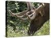 Portrait of Elk Feeding at Jasper National Park, Canada-Diane Johnson-Stretched Canvas