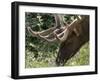 Portrait of Elk Feeding at Jasper National Park, Canada-Diane Johnson-Framed Photographic Print