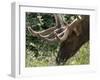 Portrait of Elk Feeding at Jasper National Park, Canada-Diane Johnson-Framed Photographic Print