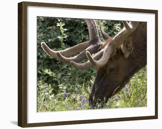 Portrait of Elk Feeding at Jasper National Park, Canada-Diane Johnson-Framed Photographic Print