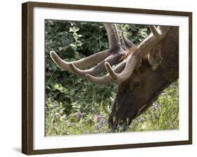 Portrait of Elk Feeding at Jasper National Park, Canada-Diane Johnson-Framed Photographic Print