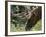 Portrait of Elk Feeding at Jasper National Park, Canada-Diane Johnson-Framed Photographic Print