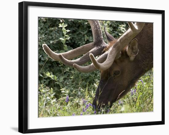 Portrait of Elk Feeding at Jasper National Park, Canada-Diane Johnson-Framed Photographic Print