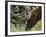 Portrait of Elk Feeding at Jasper National Park, Canada-Diane Johnson-Framed Photographic Print