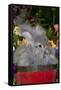 Portrait of English Angora Rabbit by Flowers, Harvard, Illinois, USA-Lynn M^ Stone-Framed Stretched Canvas
