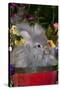 Portrait of English Angora Rabbit by Flowers, Harvard, Illinois, USA-Lynn M^ Stone-Stretched Canvas
