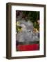 Portrait of English Angora Rabbit by Flowers, Harvard, Illinois, USA-Lynn M^ Stone-Framed Photographic Print