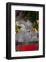 Portrait of English Angora Rabbit by Flowers, Harvard, Illinois, USA-Lynn M^ Stone-Framed Photographic Print