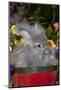 Portrait of English Angora Rabbit by Flowers, Harvard, Illinois, USA-Lynn M^ Stone-Mounted Photographic Print