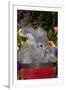 Portrait of English Angora Rabbit by Flowers, Harvard, Illinois, USA-Lynn M^ Stone-Framed Photographic Print