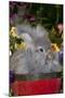 Portrait of English Angora Rabbit by Flowers, Harvard, Illinois, USA-Lynn M^ Stone-Mounted Photographic Print