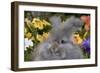 Portrait of English Angora Rabbit by Flowers, Harvard, Illinois, USA-Lynn M^ Stone-Framed Photographic Print