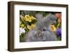 Portrait of English Angora Rabbit by Flowers, Harvard, Illinois, USA-Lynn M^ Stone-Framed Photographic Print