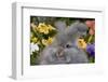 Portrait of English Angora Rabbit by Flowers, Harvard, Illinois, USA-Lynn M^ Stone-Framed Photographic Print