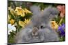 Portrait of English Angora Rabbit by Flowers, Harvard, Illinois, USA-Lynn M^ Stone-Mounted Photographic Print