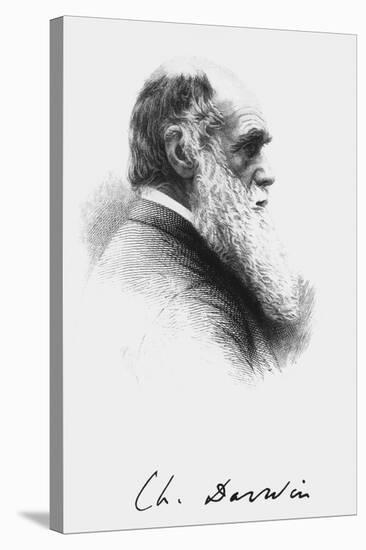 Portrait of English Naturalist Charles Darwin-Science Photo Library-Stretched Canvas