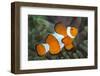 Portrait of False Clown Anemonefish (Amphiprion Ocellaris) Anilao, Batangas, Luzon, Philippines-Alex Mustard-Framed Photographic Print