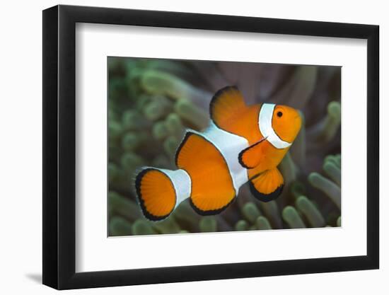 Portrait of False Clown Anemonefish (Amphiprion Ocellaris) Anilao, Batangas, Luzon, Philippines-Alex Mustard-Framed Photographic Print