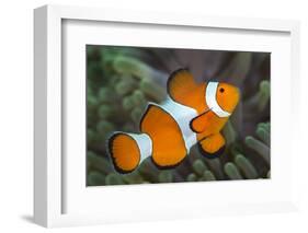 Portrait of False Clown Anemonefish (Amphiprion Ocellaris) Anilao, Batangas, Luzon, Philippines-Alex Mustard-Framed Photographic Print