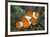 Portrait of False Clown Anemonefish (Amphiprion Ocellaris) Anilao, Batangas, Luzon, Philippines-Alex Mustard-Framed Photographic Print