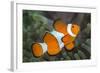 Portrait of False Clown Anemonefish (Amphiprion Ocellaris) Anilao, Batangas, Luzon, Philippines-Alex Mustard-Framed Photographic Print