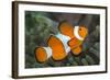 Portrait of False Clown Anemonefish (Amphiprion Ocellaris) Anilao, Batangas, Luzon, Philippines-Alex Mustard-Framed Photographic Print