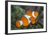 Portrait of False Clown Anemonefish (Amphiprion Ocellaris) Anilao, Batangas, Luzon, Philippines-Alex Mustard-Framed Photographic Print