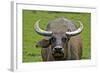 Portrait of Feral Water Buffalo, Hong Kong, China-Richard Wright-Framed Photographic Print