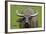 Portrait of Feral Water Buffalo, Hong Kong, China-Richard Wright-Framed Photographic Print