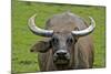 Portrait of Feral Water Buffalo, Hong Kong, China-Richard Wright-Mounted Photographic Print