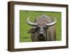 Portrait of Feral Water Buffalo, Hong Kong, China-Richard Wright-Framed Photographic Print