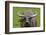 Portrait of Feral Water Buffalo, Hong Kong, China-Richard Wright-Framed Photographic Print