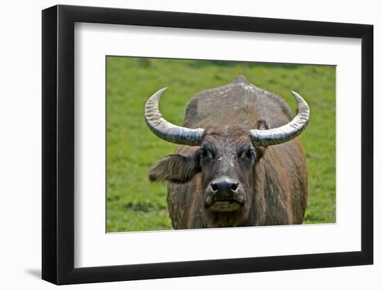 Portrait of Feral Water Buffalo, Hong Kong, China-Richard Wright-Framed Photographic Print