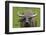 Portrait of Feral Water Buffalo, Hong Kong, China-Richard Wright-Framed Photographic Print