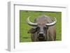 Portrait of Feral Water Buffalo, Hong Kong, China-Richard Wright-Framed Photographic Print