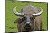 Portrait of Feral Water Buffalo, Hong Kong, China-Richard Wright-Mounted Photographic Print