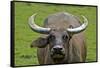 Portrait of Feral Water Buffalo, Hong Kong, China-Richard Wright-Framed Stretched Canvas