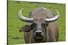 Portrait of Feral Water Buffalo, Hong Kong, China-Richard Wright-Stretched Canvas