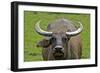 Portrait of Feral Water Buffalo, Hong Kong, China-Richard Wright-Framed Photographic Print