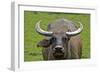 Portrait of Feral Water Buffalo, Hong Kong, China-Richard Wright-Framed Photographic Print