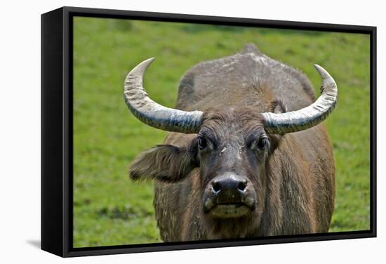 Portrait of Feral Water Buffalo, Hong Kong, China-Richard Wright-Framed Stretched Canvas