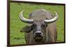 Portrait of Feral Water Buffalo, Hong Kong, China-Richard Wright-Framed Photographic Print