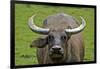 Portrait of Feral Water Buffalo, Hong Kong, China-Richard Wright-Framed Photographic Print