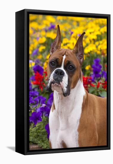 Portrait of -Flashy Fawn- Boxer by Garden, Geneva, Illinois, USA-Lynn M^ Stone-Framed Stretched Canvas