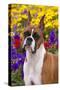 Portrait of -Flashy Fawn- Boxer by Garden, Geneva, Illinois, USA-Lynn M^ Stone-Stretched Canvas