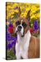 Portrait of -Flashy Fawn- Boxer by Garden, Geneva, Illinois, USA-Lynn M^ Stone-Stretched Canvas