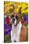 Portrait of -Flashy Fawn- Boxer by Garden, Geneva, Illinois, USA-Lynn M^ Stone-Stretched Canvas