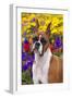 Portrait of -Flashy Fawn- Boxer by Garden, Geneva, Illinois, USA-Lynn M^ Stone-Framed Photographic Print